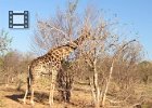 Giraffe feeding